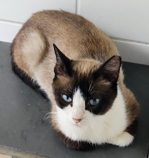 Pistache é uma gata com pelagem variando do castanho escuro ao branco e olhos azuis